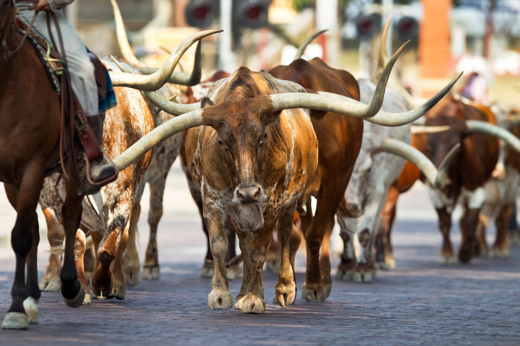 cattle drive the stockyard